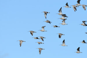 uccelli migratori