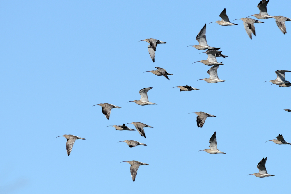 uccelli migratori