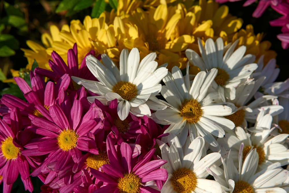 fiori Sanremo