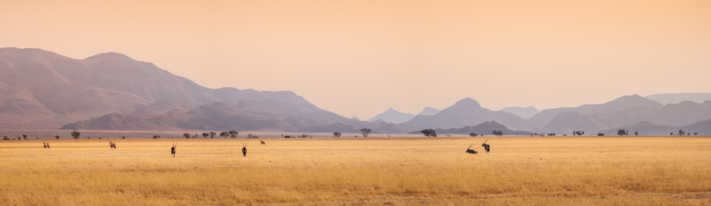 Savana