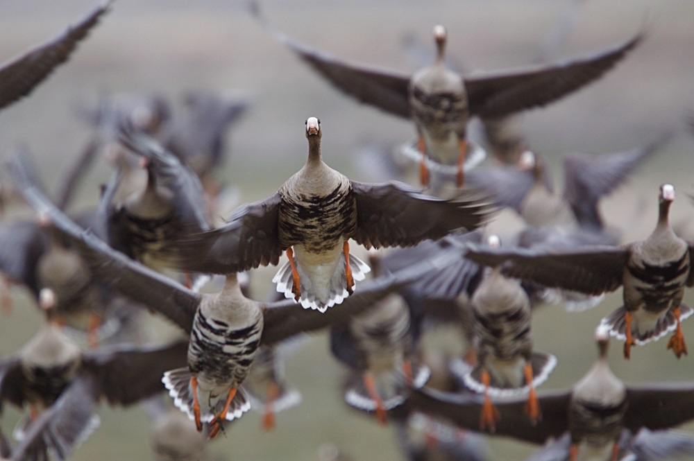 specie-migratorie-rischio-estinzione