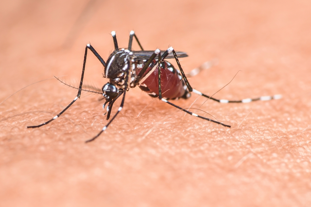 dengue zanzara tigre