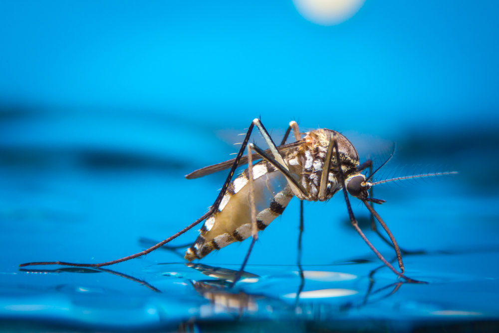 zanzara malaria allarme