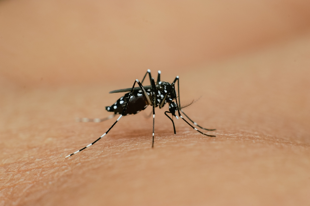 dengue zanzare tropicalizzazione