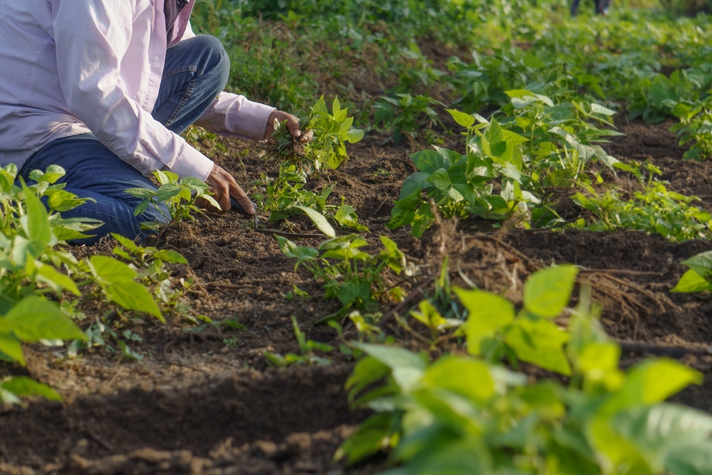 pesticidi caso Corte di Giustizia UE