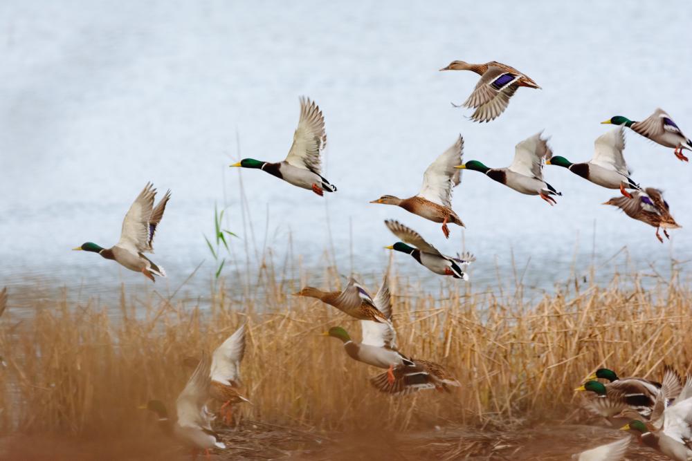 caccia natura ambiente