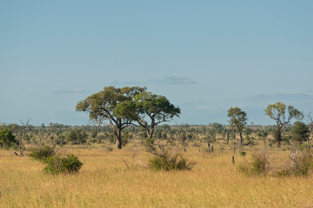 Africa