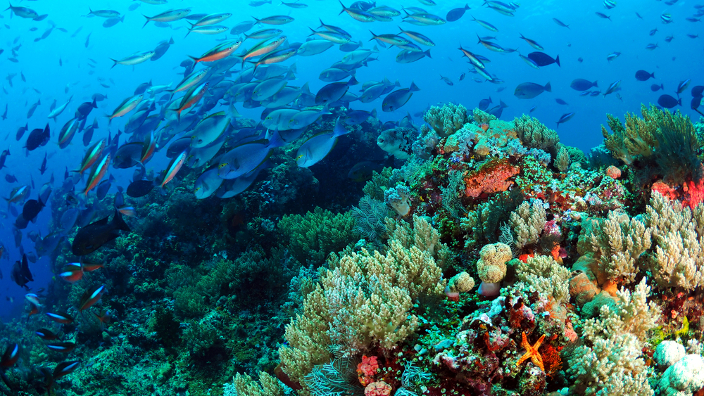 biodiversità marina