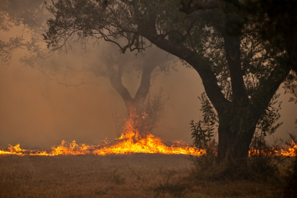 incendi boschivi terrorismo