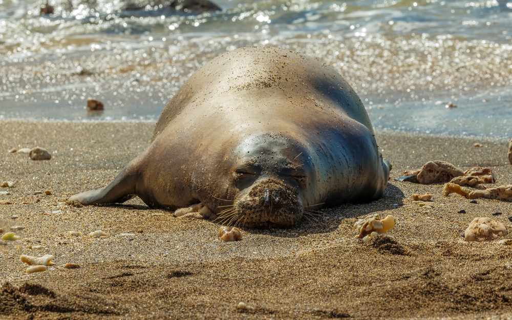 foca monaca
