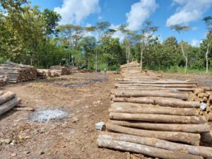 deforestazione