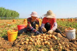 patate a prova di clima