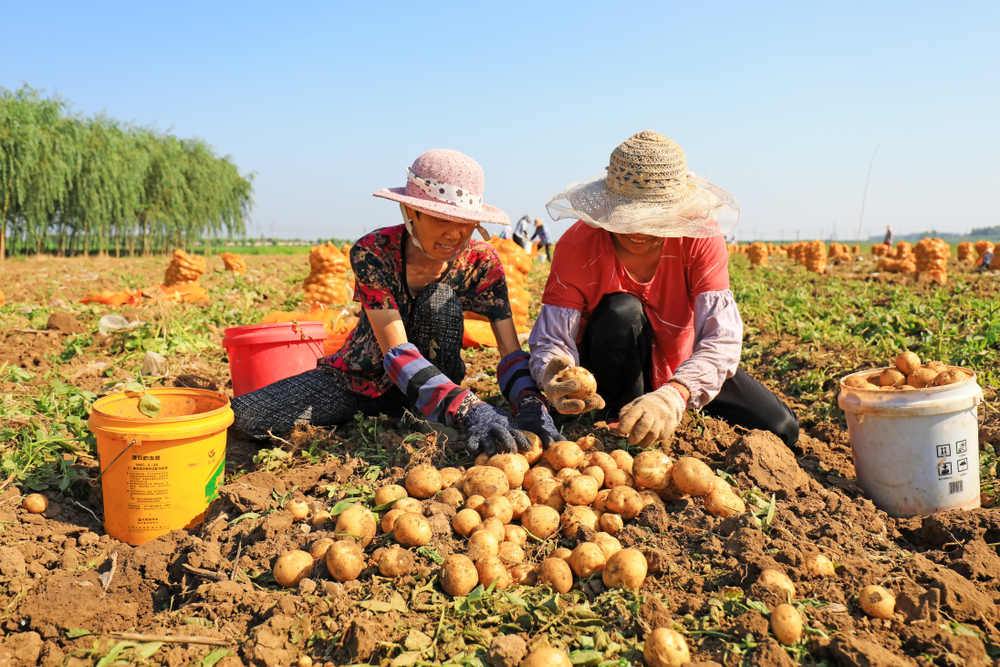 patate a prova di clima