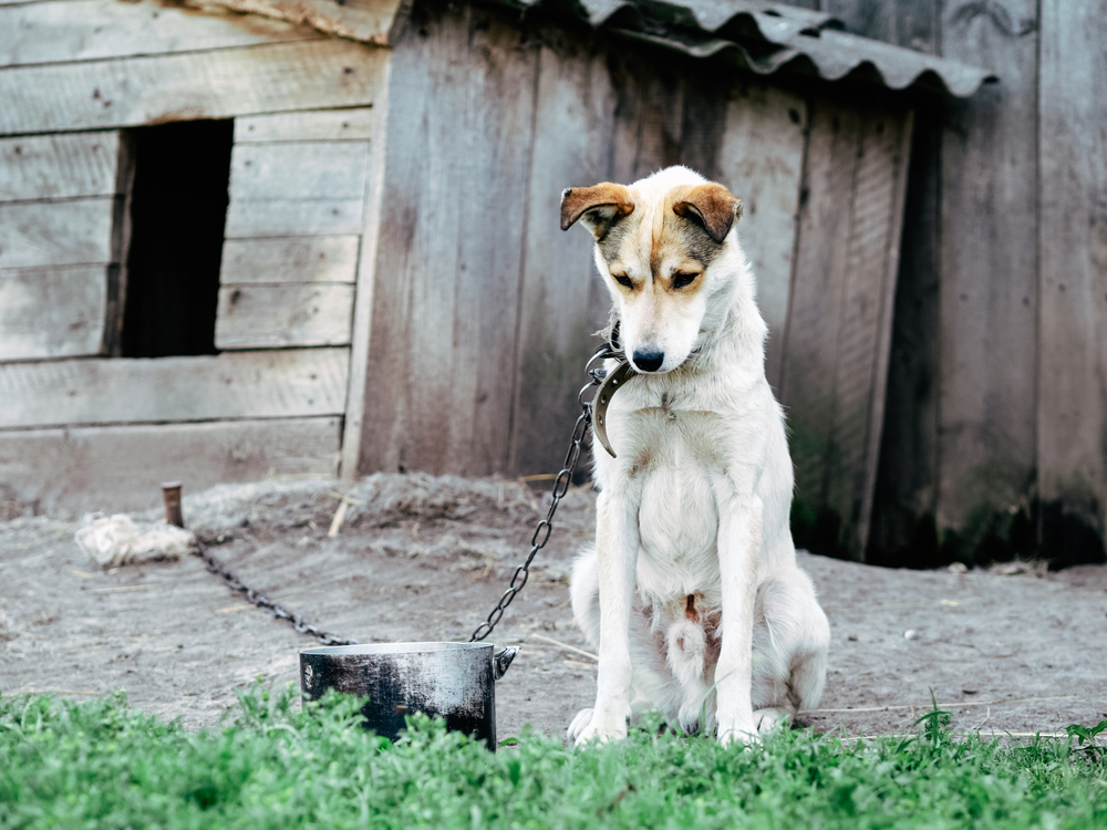 violenza animali