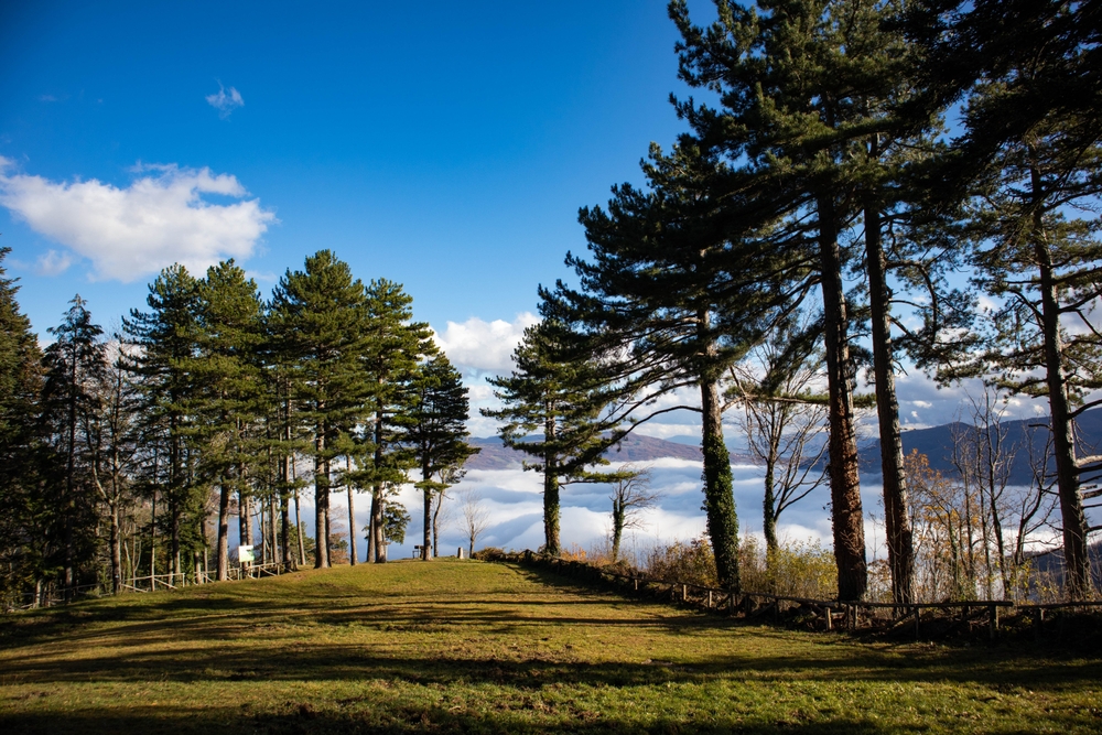 forestazione Emilia Romagna