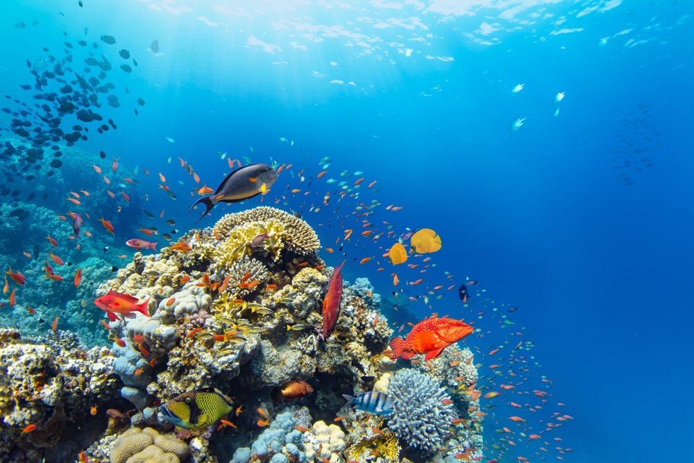 ecosistema oceano