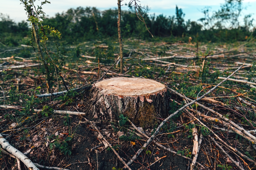 deforestazione regolamento UE