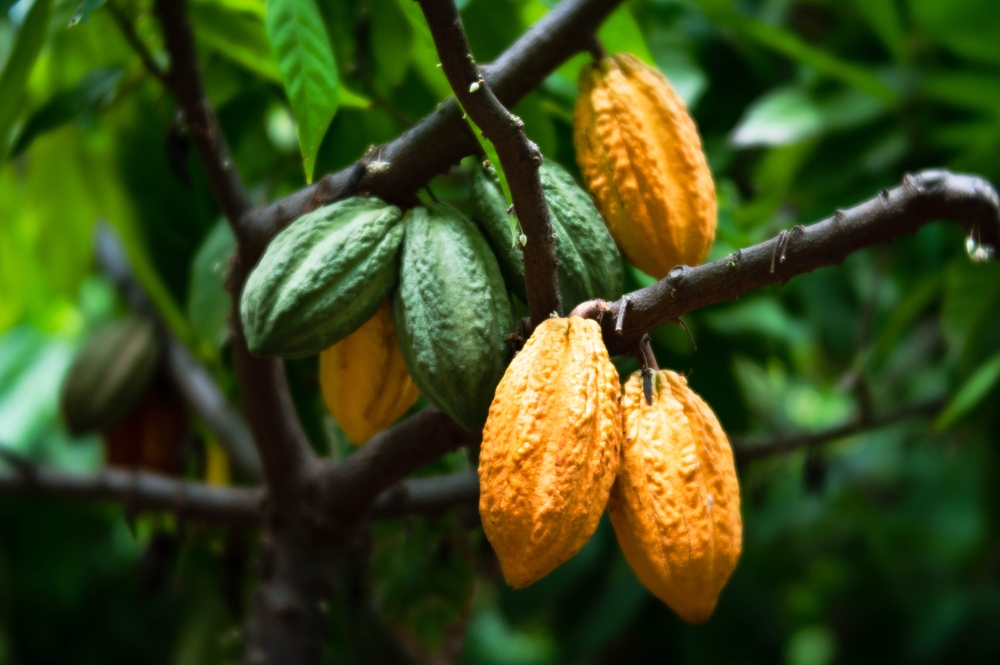 piantagione di cacao