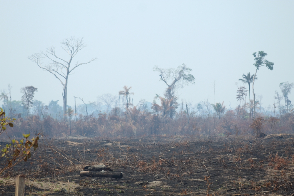 amazzonia incendio