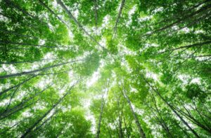ecosistemi naturali