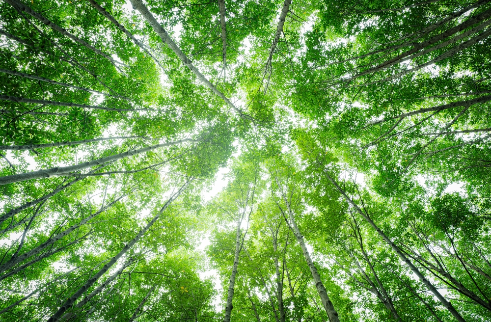 ecosistemi naturali