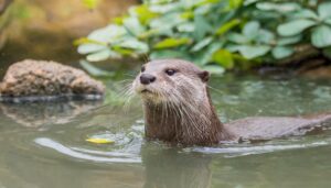 lontra