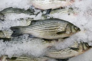 pesce sostenibile