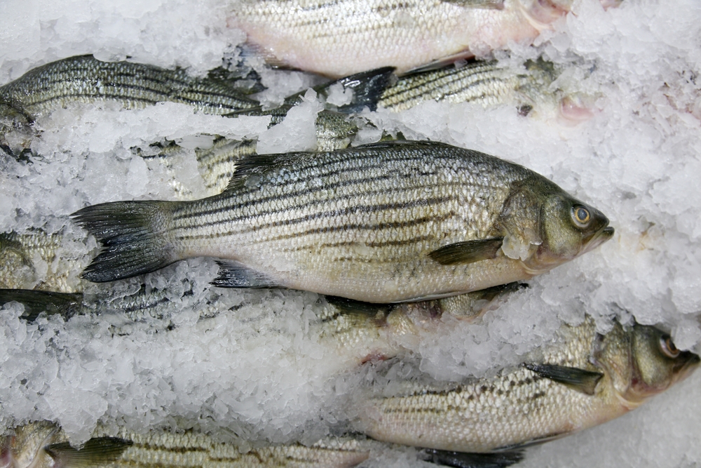 pesce sostenibile