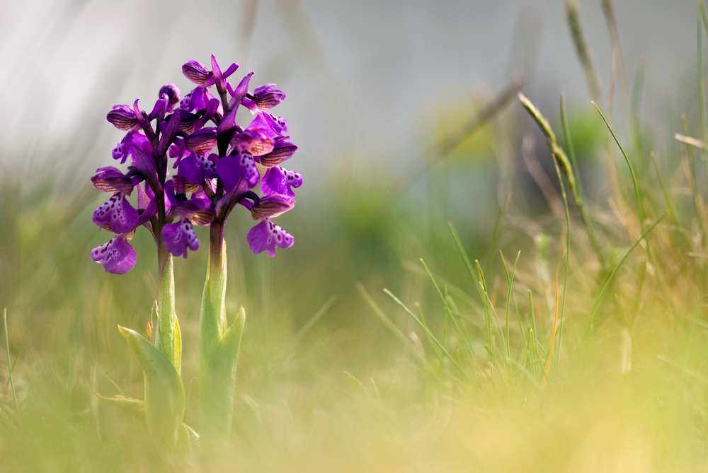 orchidee
