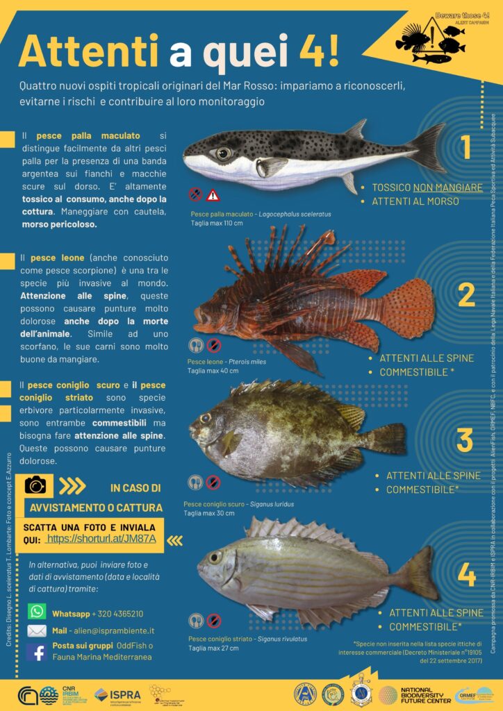 locandina-724x1024 Occhi aperti in mare per scovare gli alieni invasivi. Il più pericoloso è il pesce scorpione