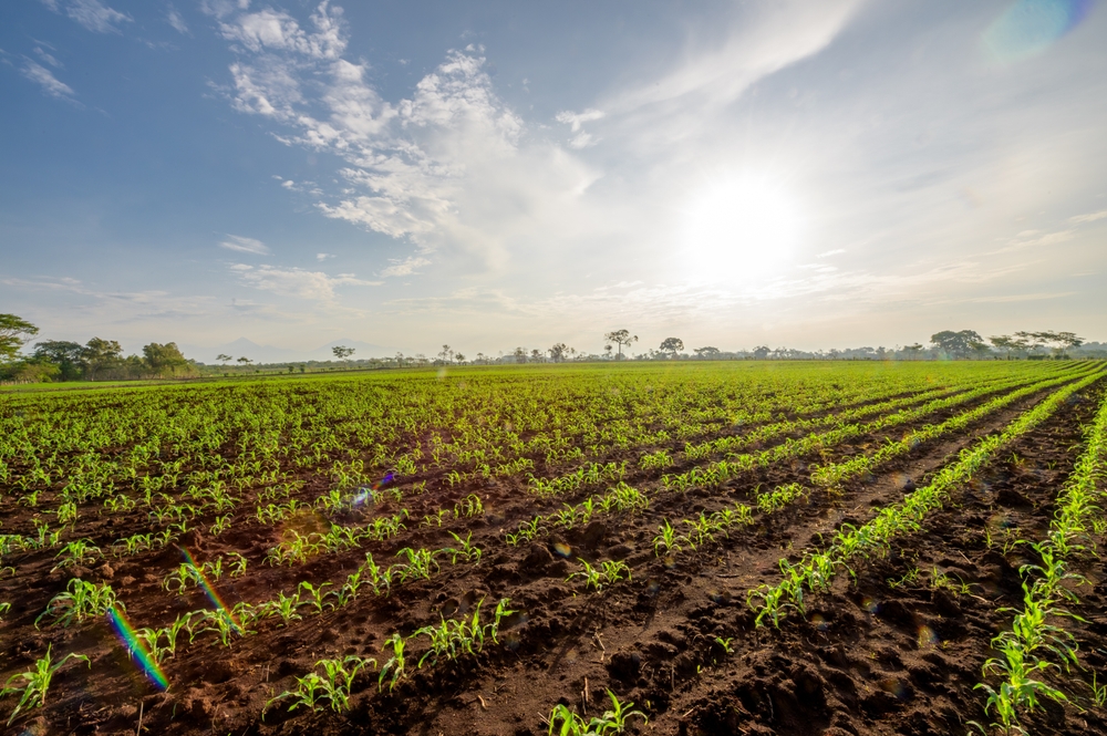 Agroecologia Mediterranea