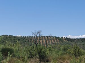 Calabria agricoltura zona montane