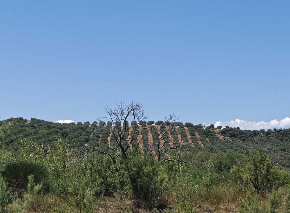 Calabria agricoltura zona montane