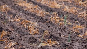 anomalie climatiche Europa orientale
