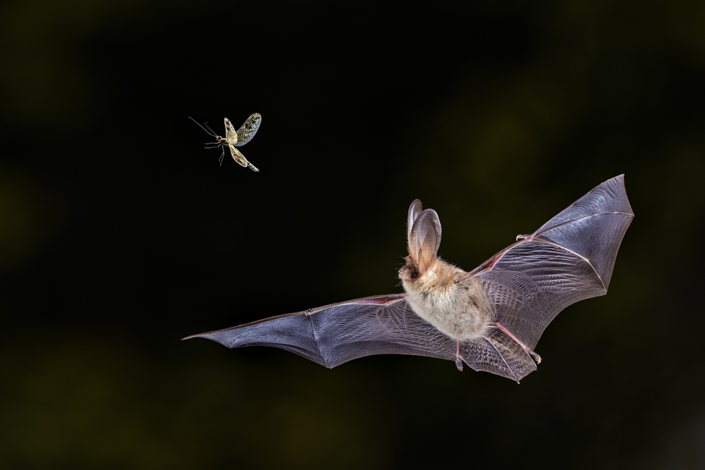 pipistrello