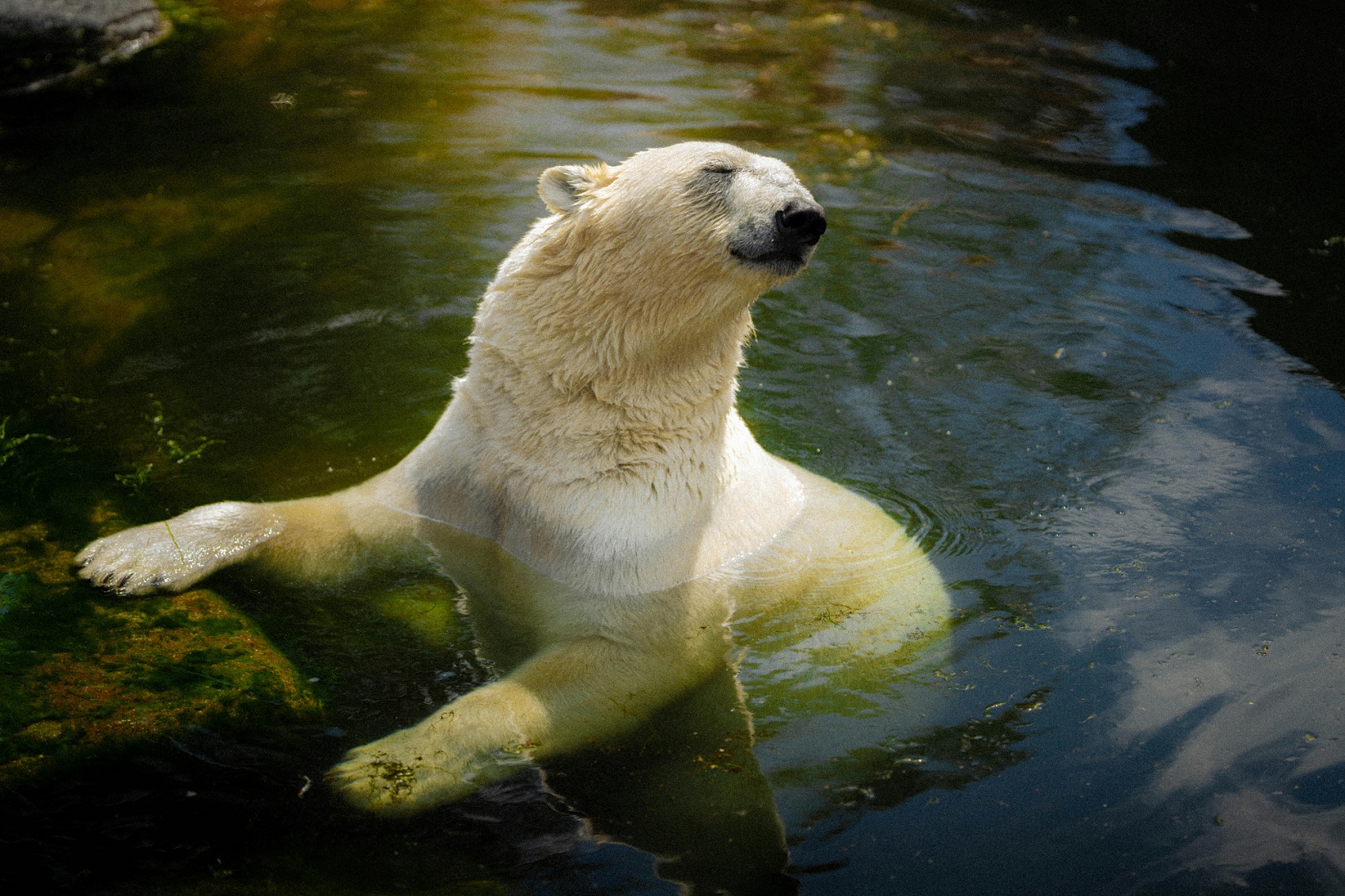 orso