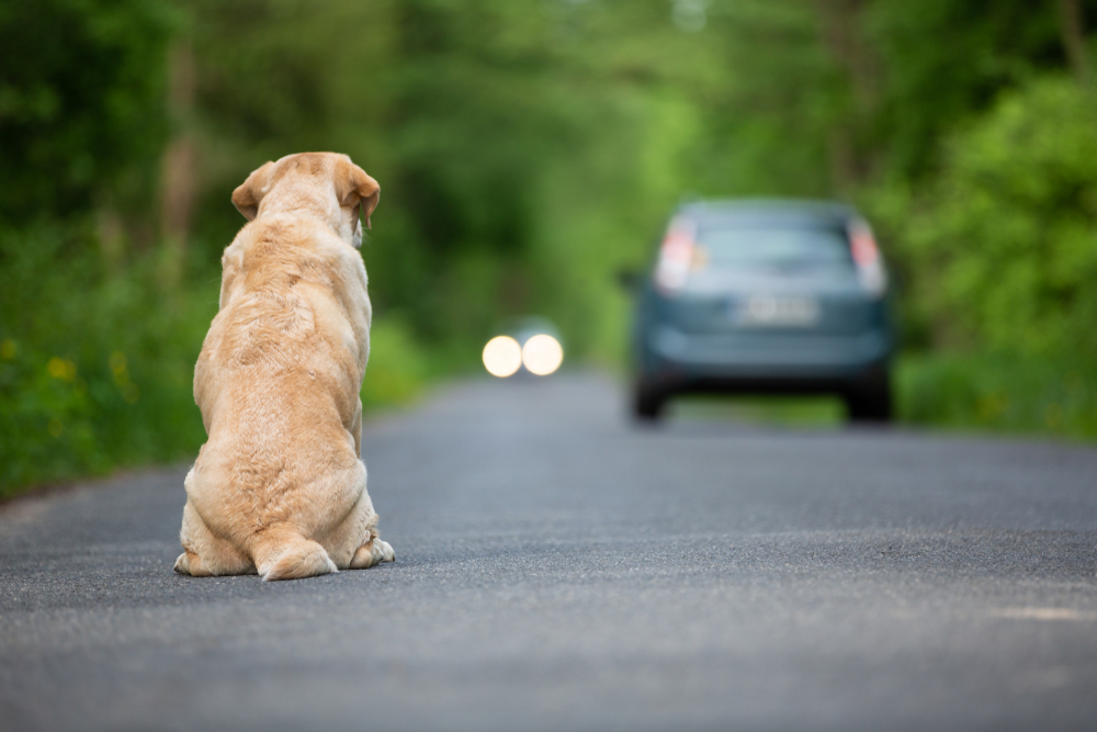 Legge Brambilla abbandono animali