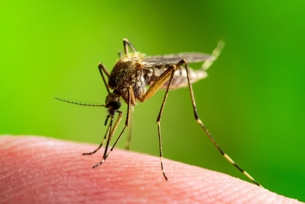 West Nile Italia