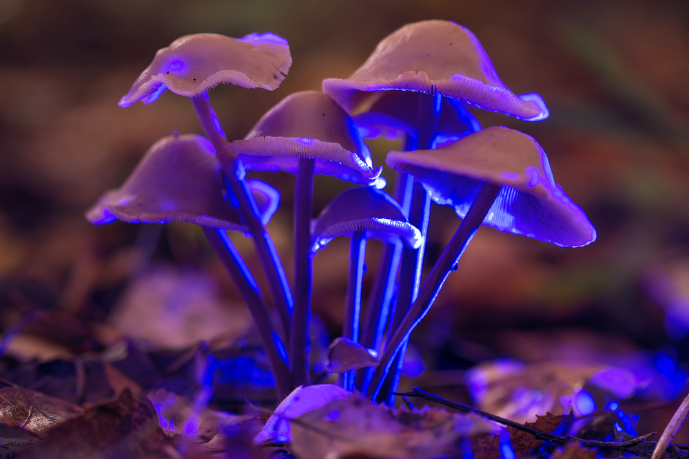 psilocibina ambiente