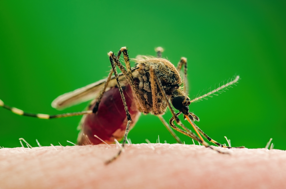 West Nile clima morti ambientali