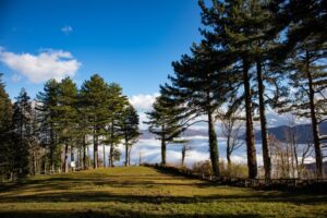 Alberi Monumentali Emilia-Romagna