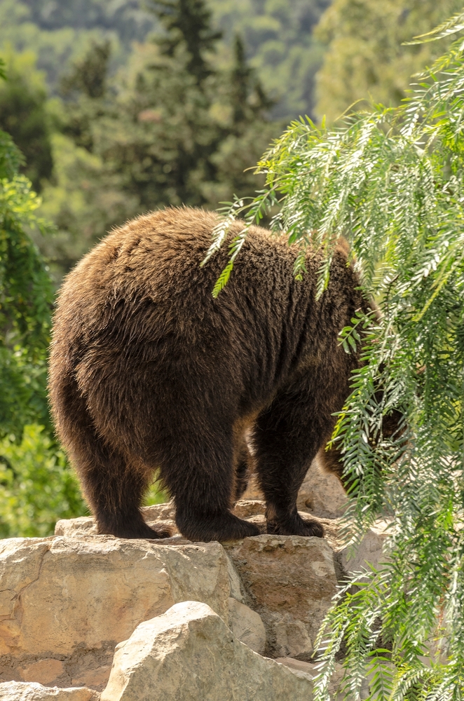 orso M62 indagini