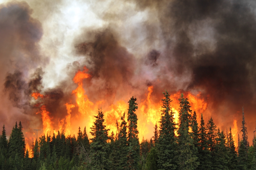 incendi boschivi