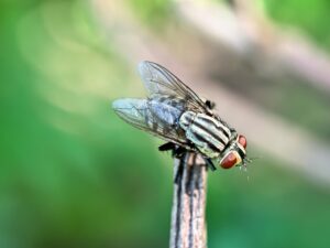 mosca assassina