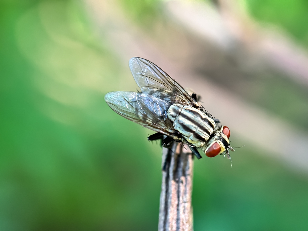 mosca assassina