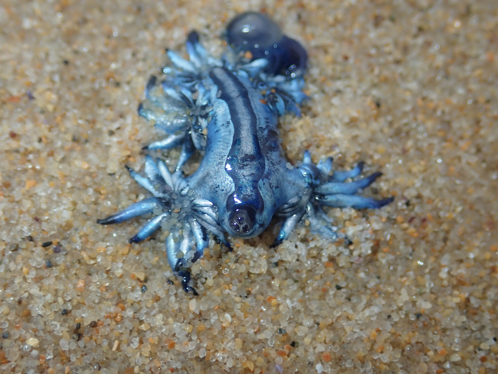 Drago blu Spagna
