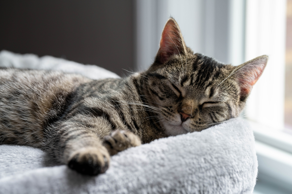 gatto sopravvive lupo