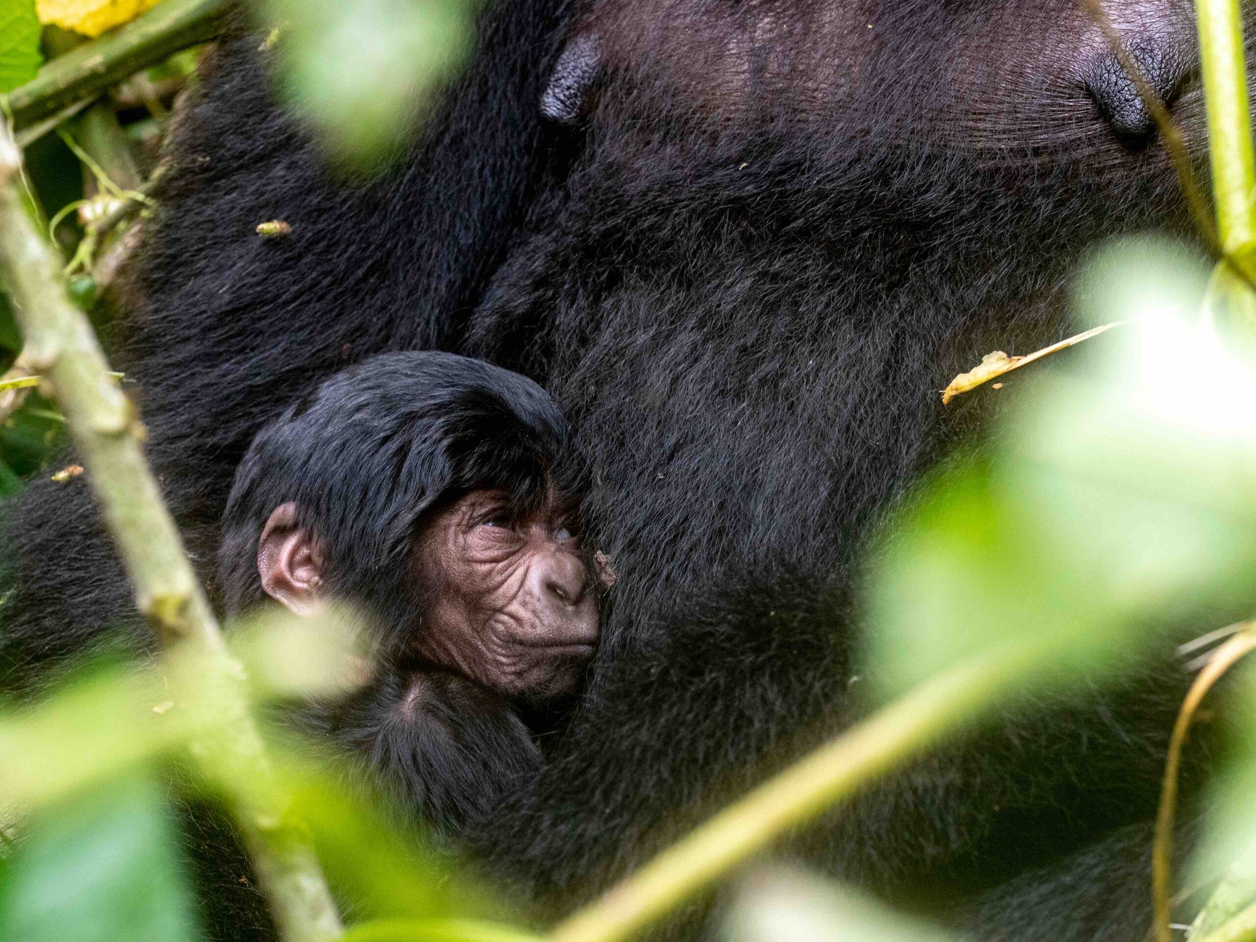 nascita gorilla Italia