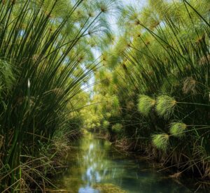 papiro fiume Ciane