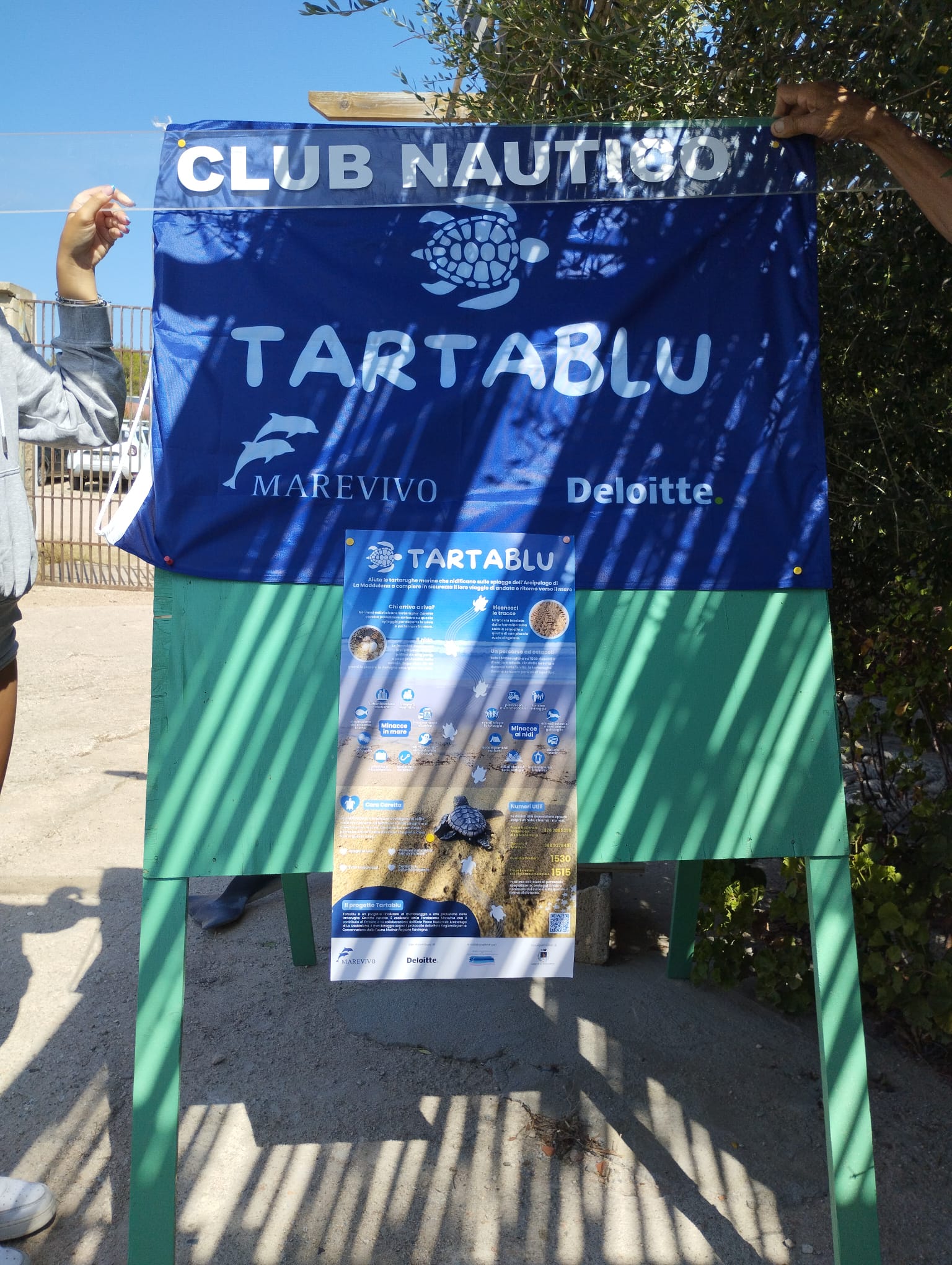 Tartablu tartarughe Caretta caretta